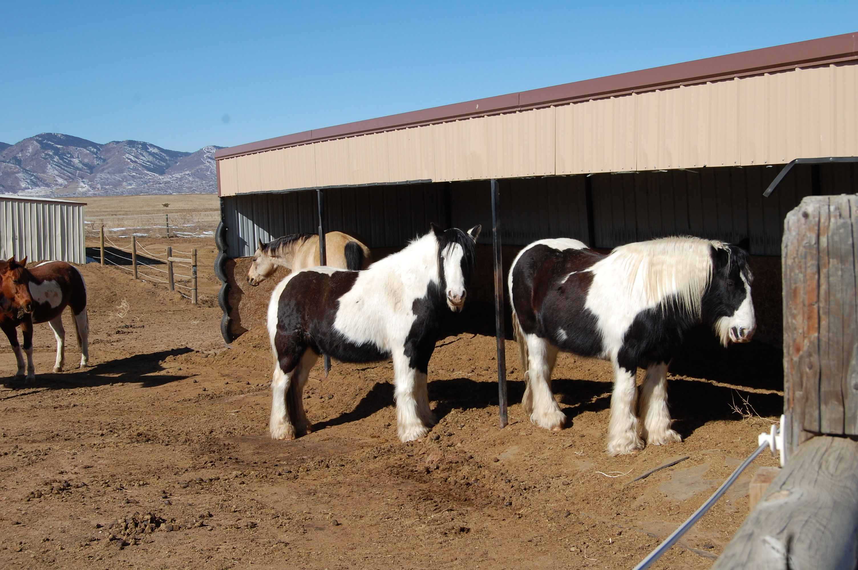 Horses at Happy Dog Ranch