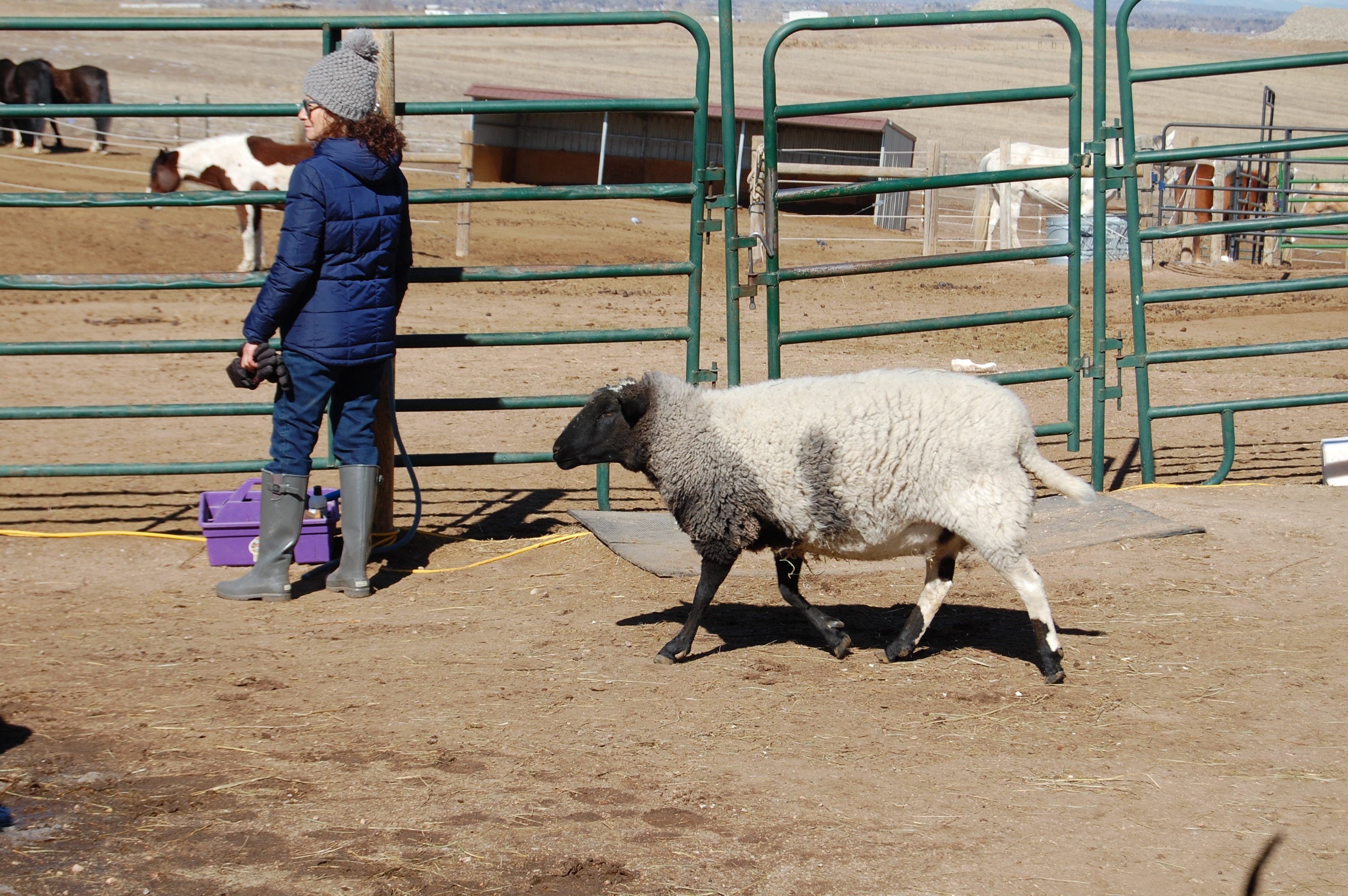 Sheep at Happy Dog Ranch