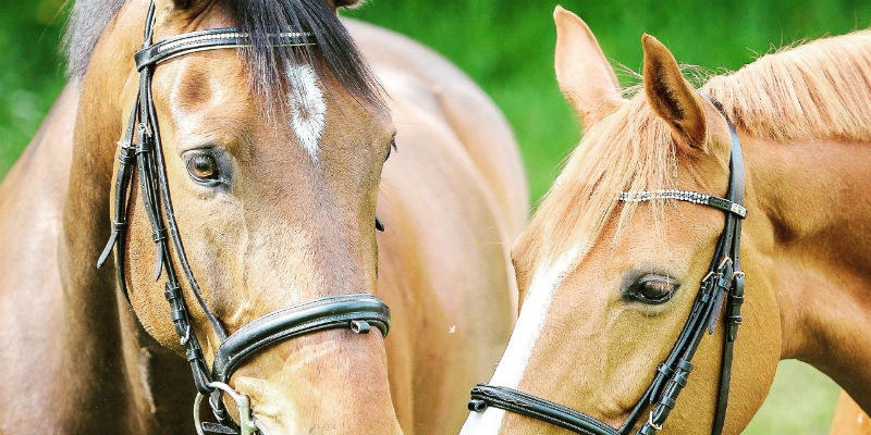 Caring For Your Horse Tack