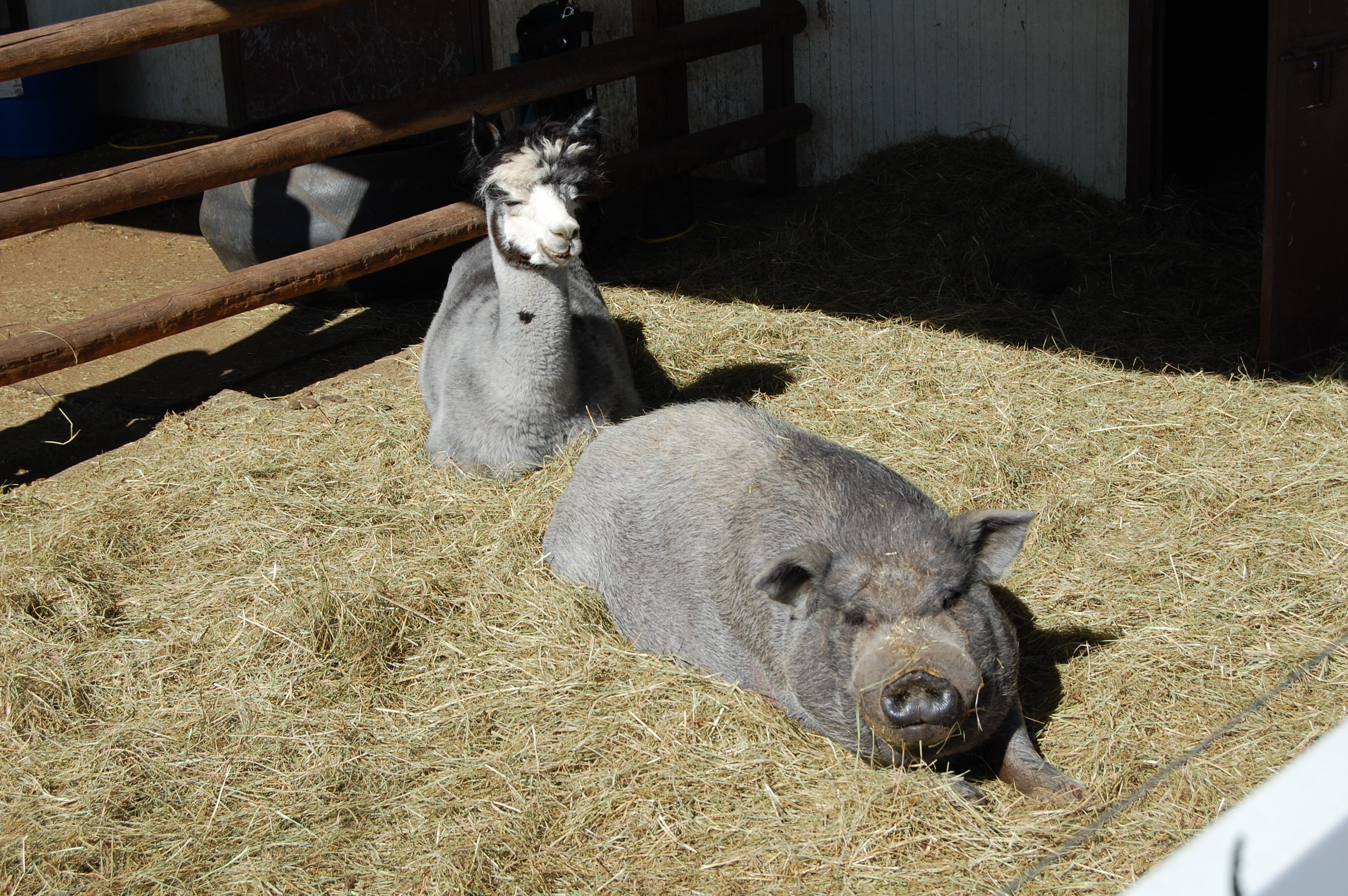 Alpaca and Pig at Happy Dog Ranch