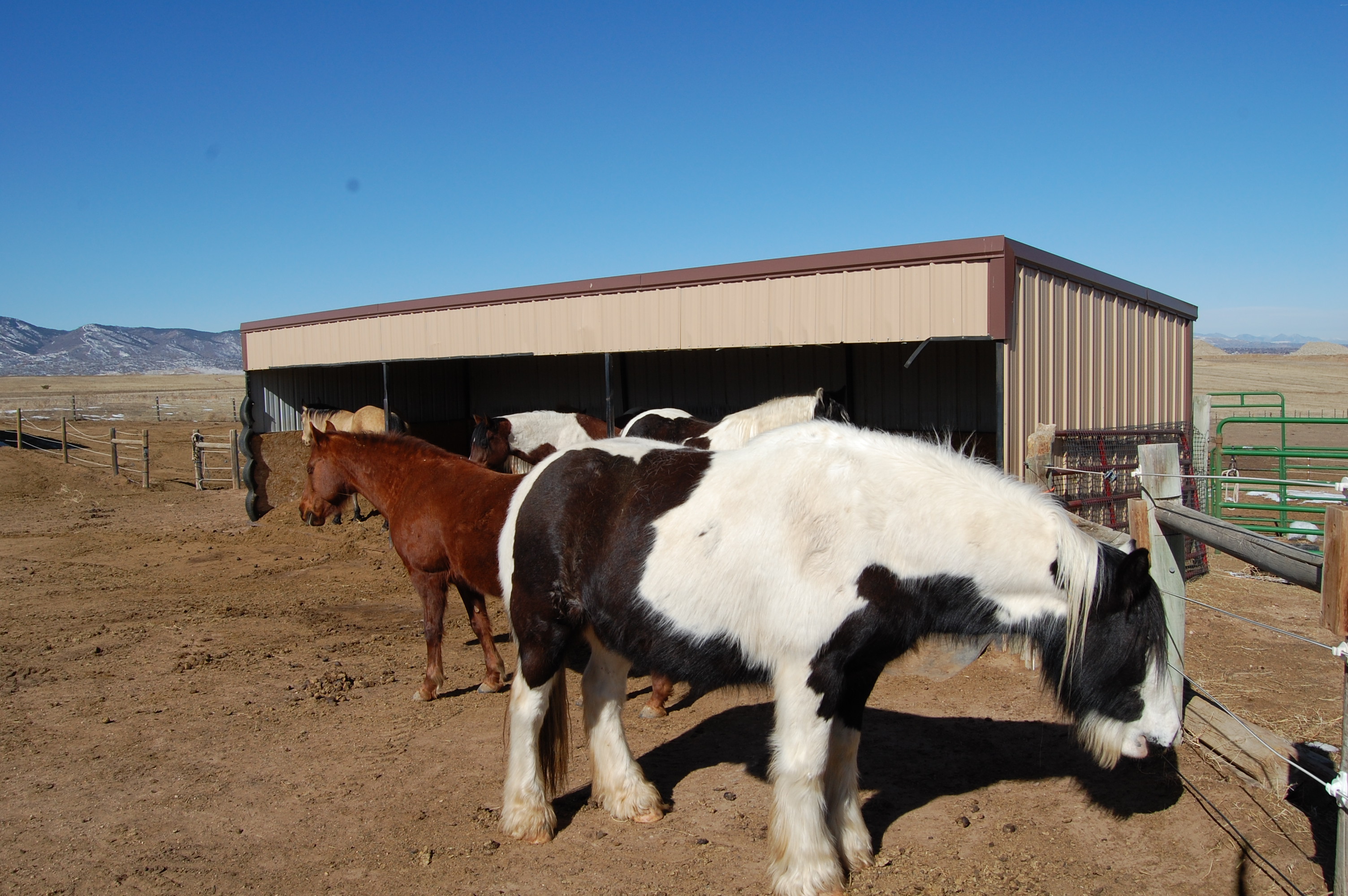 Horse at Happy Dog Ranch