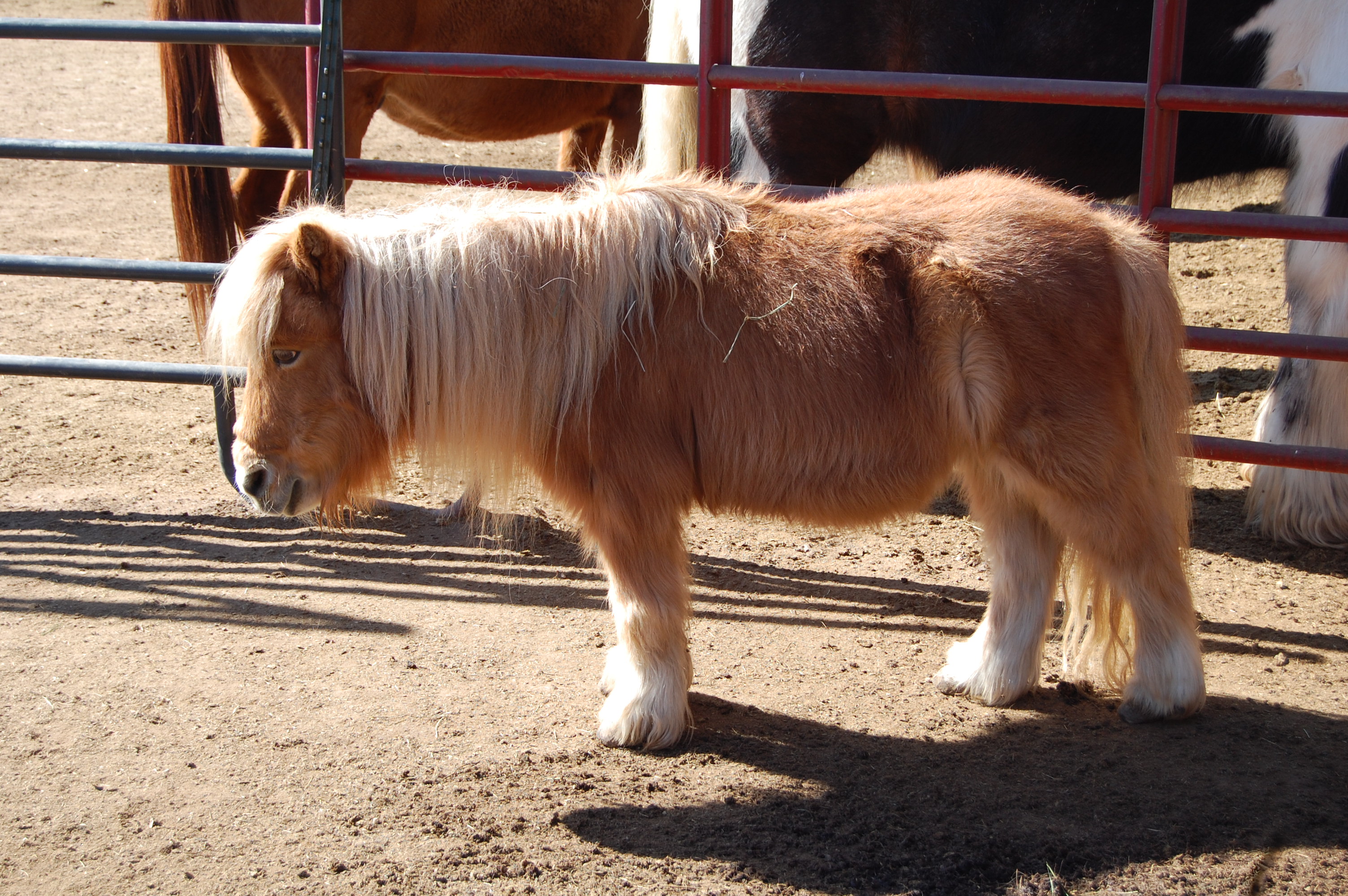 Mini Horse at Happy Dog Ranch