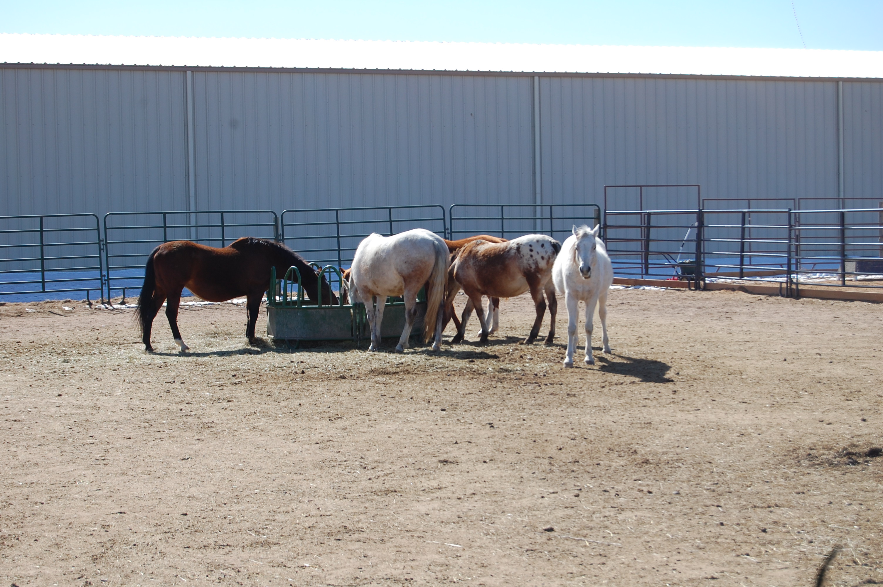 Horses at Happy Dog Ranch