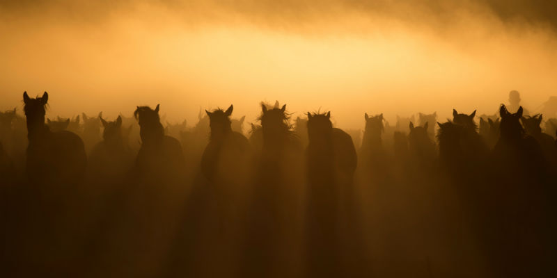 Colorado Feral Horses