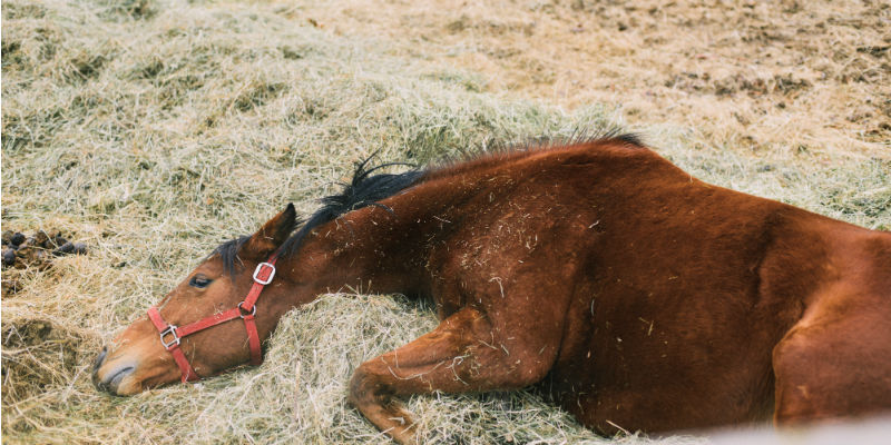 Horse Sleeping Patterns