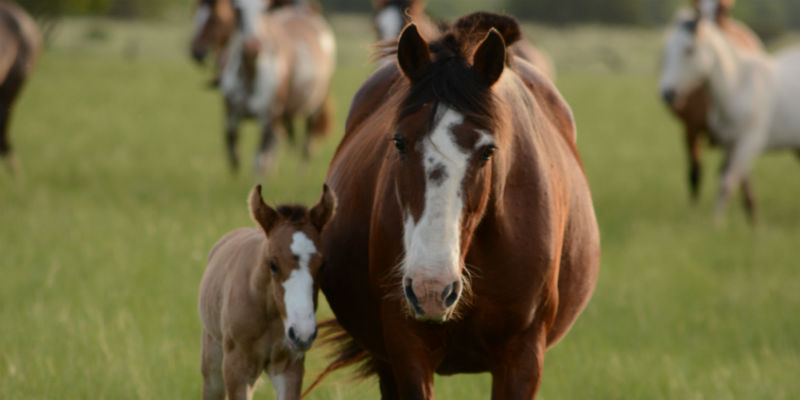 Colorado Ranger Horse