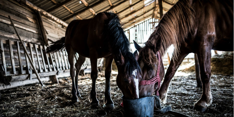 horse lyme disease prevention