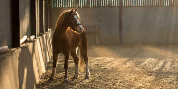 Photo by Filipe Dos Santos Mendes on Unsplash. Horse properties.